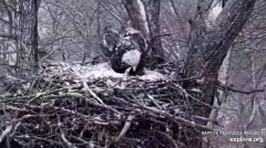 2025-03-05 21_30_12-Decorah Eagles - North Nest - 4k powered by EXPLORE.org - YouTube - Maxthon.png