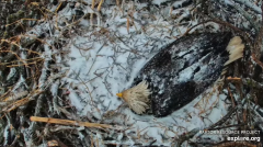 2025-03-05 21_30_32-Decorah Eagles - North Nest - 4k powered by EXPLORE.org - YouTube - Maxthon.png