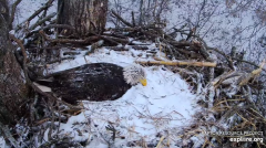 2025-03-05 21_30_45-Decorah Eagles - North Nest - 4k powered by EXPLORE.org - YouTube - Maxthon.png