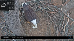 2025-03-05 21_34_22-Port Tobacco Eagle Cam - YouTube - Maxthon.png