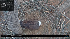 2025-03-05 21_34_29-Port Tobacco Eagle Cam - YouTube - Maxthon.png