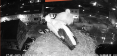 2025-03-07 19_47_39-Ville de Sarralbe _ Télé-Cigognes - Webcam Live (Sarralbe, Moselle) - Maxthon.png
