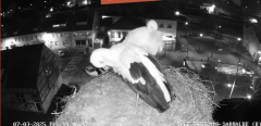 2025-03-07 19_47_53-Ville de Sarralbe _ Télé-Cigognes - Webcam Live (Sarralbe, Moselle) - Maxthon.png