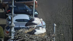 2025-03-07 19_54_20-Ooievaars IJsselstein - YouTube - Maxthon.png