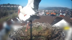 2025-03-07 20_56_09-Glattfelder Storchencam - YouTube - Maxthon.png