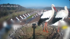 2025-03-07 20_55_58-Glattfelder Storchencam - YouTube - Maxthon.png