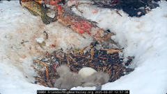 2025-03-07 21_58_04-Big Bear Bald Eagle Live Nest - Cam 1 - YouTube - Maxthon.png