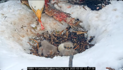 2025-03-07 21_58_23-Big Bear Bald Eagle Live Nest - Cam 1 - YouTube - Maxthon.png