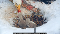 2025-03-07 21_58_56-Big Bear Bald Eagle Live Nest - Cam 1 - YouTube - Maxthon.png