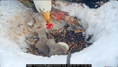 2025-03-07 21_58_59-Big Bear Bald Eagle Live Nest - Cam 1 - YouTube - Maxthon.png