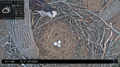 2025-03-07 22_02_44-Port Tobacco Eagle Cam - YouTube - Maxthon.png