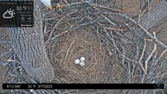 2025-03-07 22_03_40-Port Tobacco Eagle Cam - YouTube - Maxthon.png