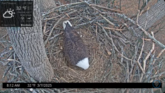 2025-03-07 22_03_50-Port Tobacco Eagle Cam - YouTube - Maxthon.png