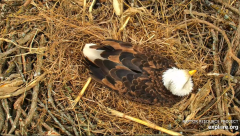 2025-03-07 22_11_52-Decorah Eagles - North Nest - 4k powered by EXPLORE.org - YouTube - Maxthon.png