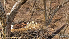 2025-03-07 22_12_07-Decorah Eagles - North Nest - 4k powered by EXPLORE.org - YouTube - Maxthon.png