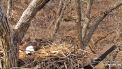 2025-03-07 22_12_13-Decorah Eagles - North Nest - 4k powered by EXPLORE.org - YouTube - Maxthon.png