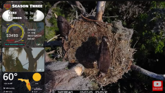 2025-03-07 22_19_54-Southwest Central Florida Eagle Cam #baldeagle #fledgling #livestream #learningt.png