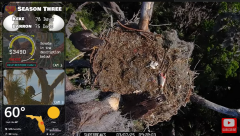 2025-03-07 22_20_36-Southwest Central Florida Eagle Cam #baldeagle #fledgling #livestream #learningt.png