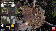2025-03-07 22_21_12-Southwest Central Florida Eagle Cam #baldeagle #fledgling #livestream #learningt.png