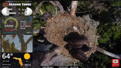 2025-03-07 22_22_56-Southwest Central Florida Eagle Cam #baldeagle #fledgling #livestream #learningt.png