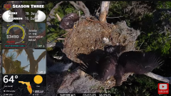 2025-03-07 22_23_04-Southwest Central Florida Eagle Cam #baldeagle #fledgling #livestream #learningt.png
