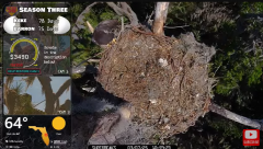 2025-03-07 22_23_05-Southwest Central Florida Eagle Cam #baldeagle #fledgling #livestream #learningt.png