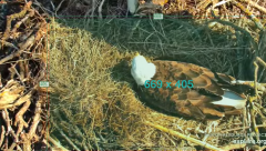 2025-03-08 20_14_19-Decorah Eagles - North Nest - 4k powered by EXPLORE.org - YouTube - Maxthon.png