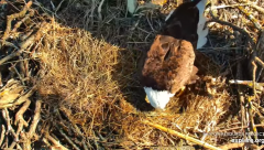 2025-03-08 20_14_33-Decorah Eagles - North Nest - 4k powered by EXPLORE.org - YouTube - Maxthon.png