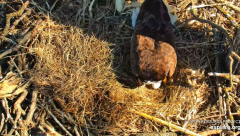 2025-03-08 20_14_39-Decorah Eagles - North Nest - 4k powered by EXPLORE.org - YouTube - Maxthon.png
