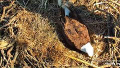 2025-03-08 20_14_49-Decorah Eagles - North Nest - 4k powered by EXPLORE.org - YouTube - Maxthon.png