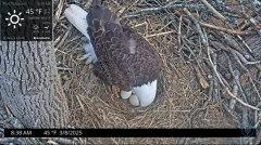 2025-03-08 20_20_10-Port Tobacco Eagle Cam - YouTube - Maxthon.png