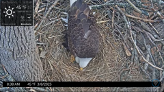 2025-03-08 20_20_19-Port Tobacco Eagle Cam - YouTube - Maxthon.png