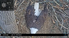 2025-03-08 20_20_36-Port Tobacco Eagle Cam - YouTube - Maxthon.png