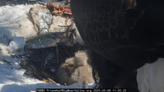 2025-03-08 20_25_23-Big Bear Bald Eagle Live Nest - Cam 1 - YouTube - Maxthon.png