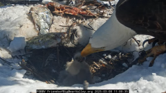 2025-03-08 20_25_05-Big Bear Bald Eagle Live Nest - Cam 1 - YouTube - Maxthon.png