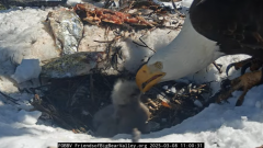 2025-03-08 20_25_00-Big Bear Bald Eagle Live Nest - Cam 1 - YouTube - Maxthon.png