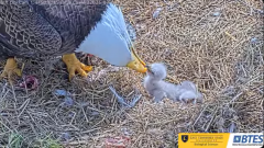 2025-03-08 21_27_38-Bluff City Cam 1_ ETSU_BTES Eagle Camera - YouTube - Maxthon.png