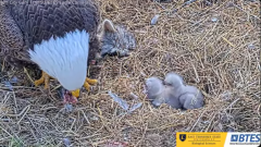 2025-03-08 21_30_56-Bluff City Cam 1_ ETSU_BTES Eagle Camera - YouTube - Maxthon.png