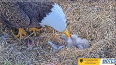 2025-03-08 21_31_15-Bluff City Cam 1_ ETSU_BTES Eagle Camera - YouTube - Maxthon.png