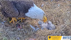 2025-03-08 21_31_18-Bluff City Cam 1_ ETSU_BTES Eagle Camera - YouTube - Maxthon.png