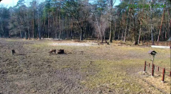 2025-03-08 21_43_06-Żubry Online _ Wisents Online - YouTube - Maxthon.png