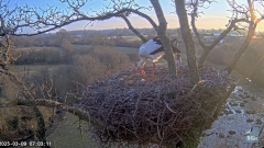 2025-03-09 13_22_15-Knepp White Stork nest camera - YouTube - Maxthon.png