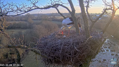2025-03-09 13_22_31-Knepp White Stork nest camera - YouTube - Maxthon.png