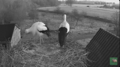 2025-03-09 14_09_31-livestream chimney stork Terwolde - YouTube - Maxthon.png