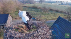 2025-03-09 14_10_21-livestream chimney stork Terwolde - YouTube - Maxthon.png
