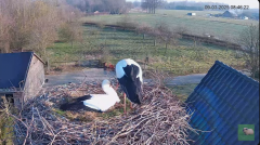 2025-03-09 14_10_26-livestream chimney stork Terwolde - YouTube - Maxthon.png