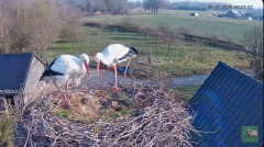 2025-03-09 14_10_34-livestream chimney stork Terwolde - YouTube - Maxthon.png