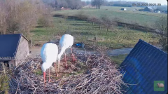 2025-03-09 14_10_41-livestream chimney stork Terwolde - YouTube - Maxthon.png