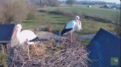 2025-03-09 14_10_46-livestream chimney stork Terwolde - YouTube - Maxthon.png