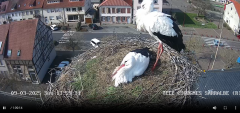 2025-03-09 14_00_38-Ville de Sarralbe _ Télé-Cigognes - Webcam Live (Sarralbe, Moselle) - Maxthon.png